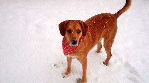 Life Simplified - Gracie snow dog