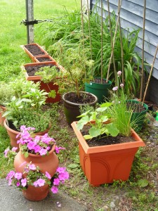 Life Simplified garden 2012
